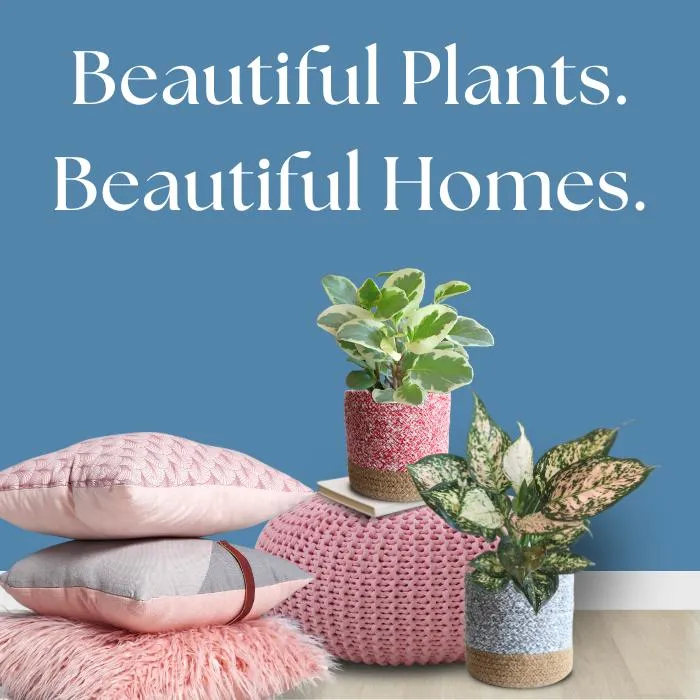 plant image