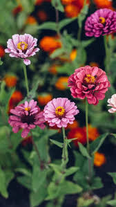 Petunia