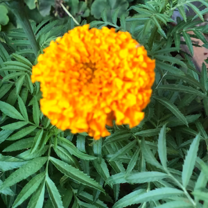 plant image 
