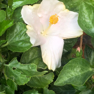 plant image 