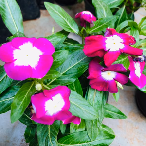 plant image