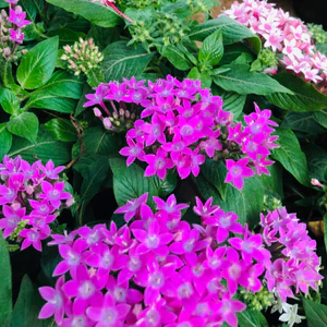 plant image