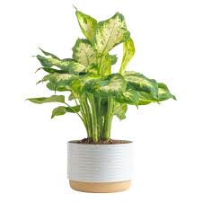 Monstera Plant