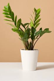 Fiddle Leaf Fig