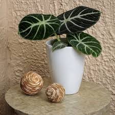 Spider Plant