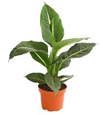 Jade Plant