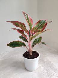 plant image 
