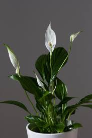 plant image 