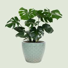 plant image