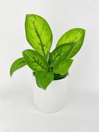 plant image