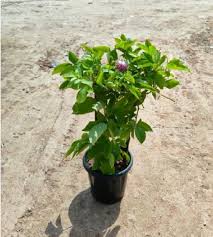 Lemon Plant