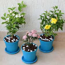 Curry Leaf Plant