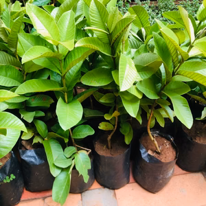 plant image