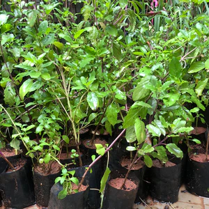 plant image