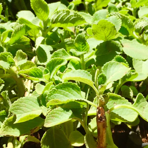 plant image