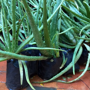 plant image 