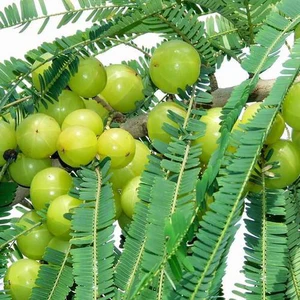 plant image 